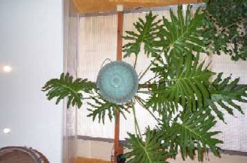 plante